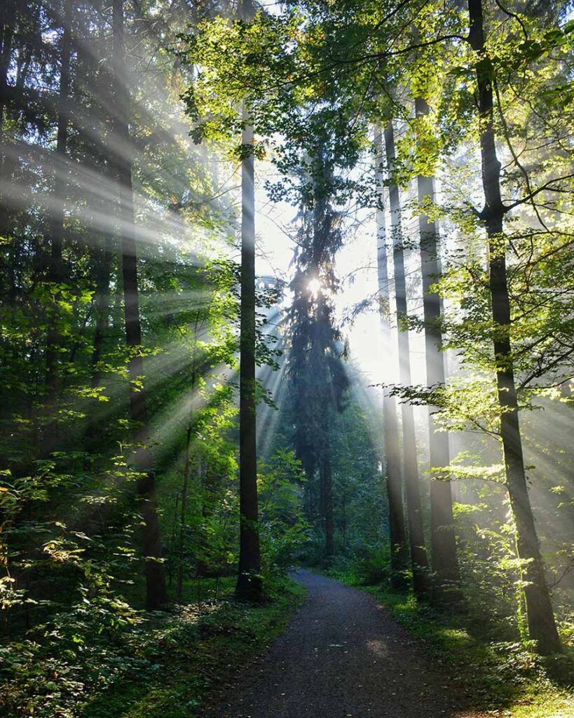 light shining through trees evoking the clarity that can arise through ADHD assessment. Photo by Peter Steiner on Pexels
